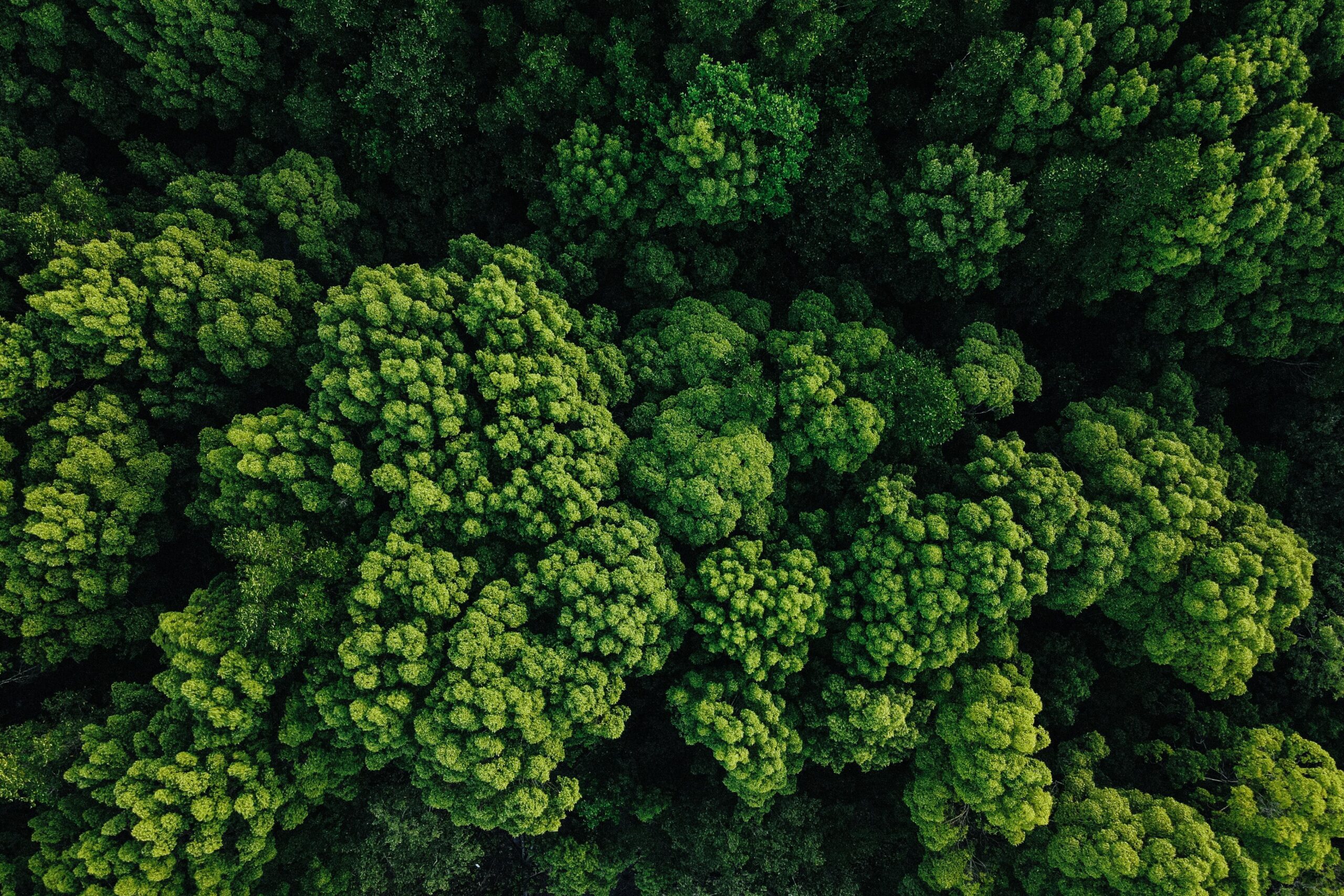 Read more about the article Earth Day