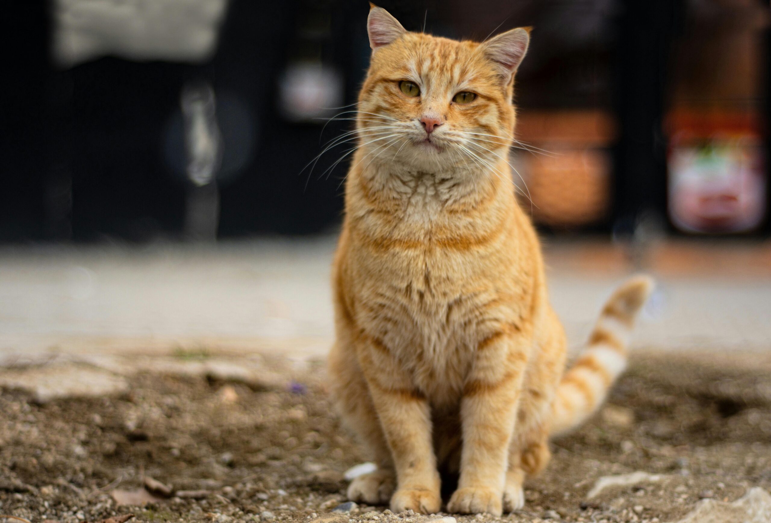 Read more about the article Free Feral Cat Spay Day
