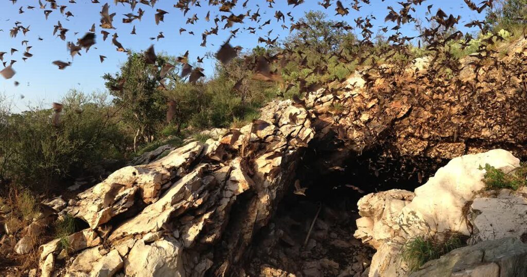 Bat Week